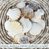 Radula Dekoratif Deniz Kabuğu 100 Gram 10 Adet