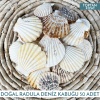 Radula Deniz Kabuğu 500 Gram 50 Adet