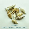 Doğal Deniz Kabuğu Urceus 100 Gram 30 Adet