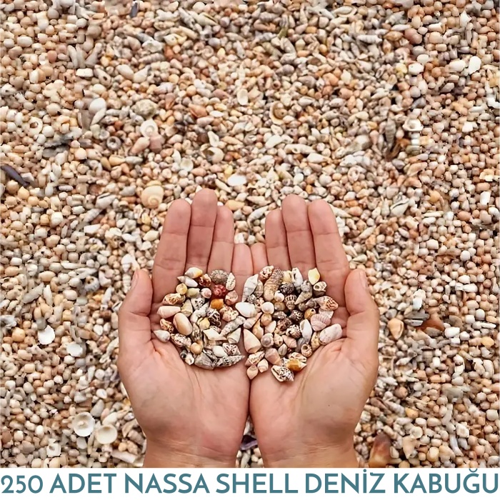 Hediyelik Nassa Shell Deniz Kabuğu 250 Adet 65 Gram