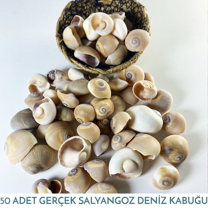 Salyangoz Deniz Kabuğu 50 Adet 125 Gram