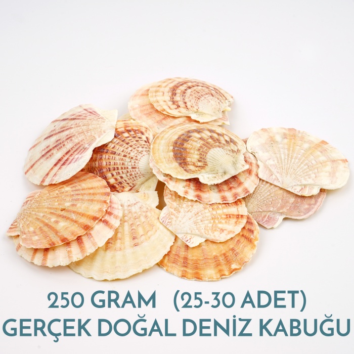 Hediyelik Deniz Kabuğu Pecten Macarensis 250 Gram 25 Adet