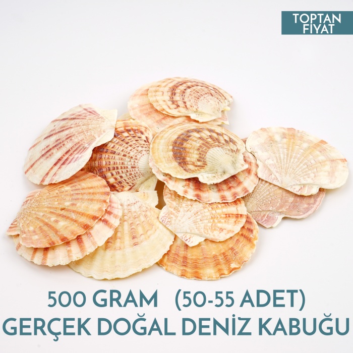 Hediyelik Deniz Kabuğu Pecten Macarensis 500 Gram 50 Adet