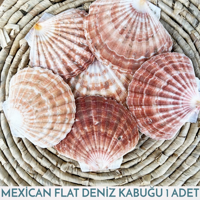 Mexican Flat Deniz Kabuğu 40- 50 gram 1 Adet