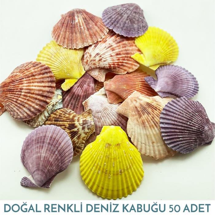 Mix Pecten Nobilüs Renkli Deniz Kabuğu 500 Gram 50 Adet