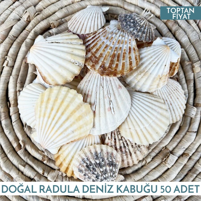 Radula Deniz Kabuğu 500 Gram 50 Adet