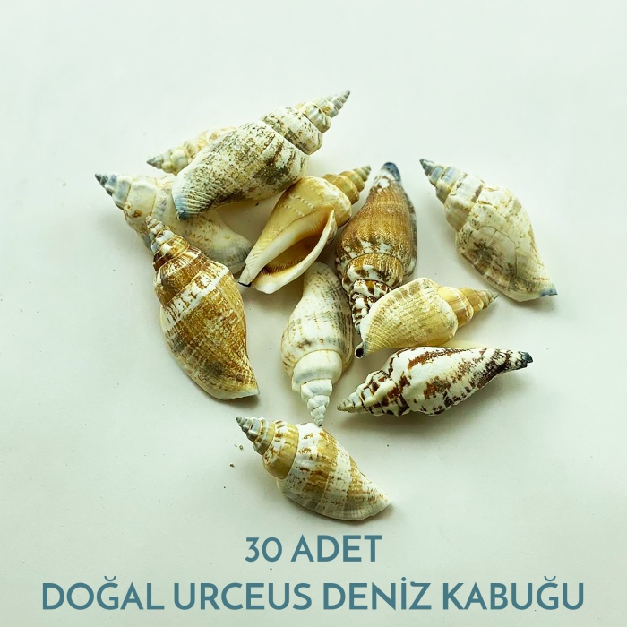 Doğal Deniz Kabuğu Urceus 100 Gram 30 Adet