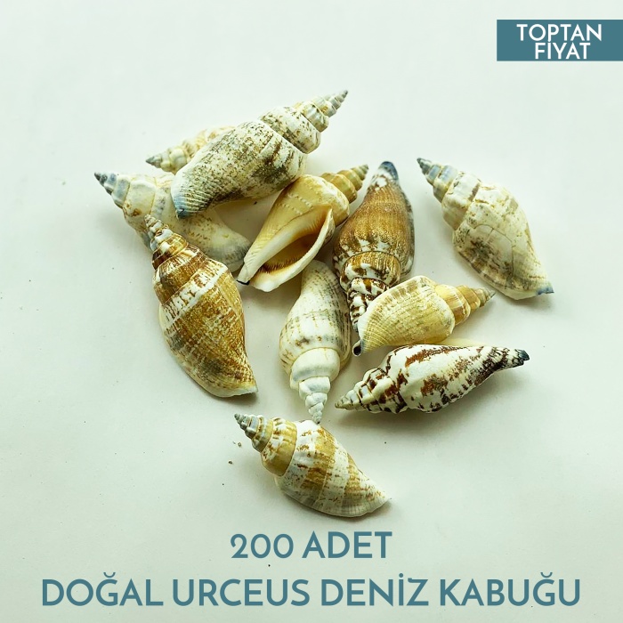 Doğal Deniz Kabuğu Salyangoz Urceus 500 Gram 200 Adet