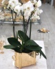 PLAIN MODEL HAND MADE ORCHIDE VASE