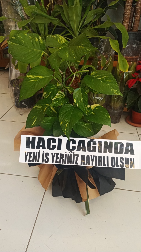 SARMAŞİK