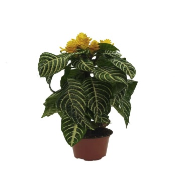 Aphelandra-13 Cm Plastik Saksıda