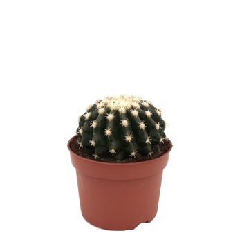 Echinocactus Grusonii- 10,5 Cm Plastik Saksıda