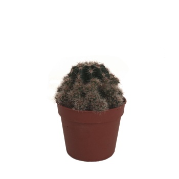 Rebutia Minuscula Kaktüs - 5,5 Cm Plastik Saksıda