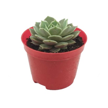 Echeveria Elegans Sukulent (8 Cm Saksıda)