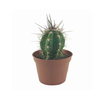 Trichocereus Candicans Kaktüs (5,5 Cm Saksıda)