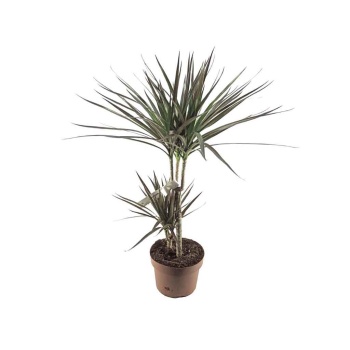 Dracaena Marginata (21 Cm Saksıda)