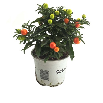 Solanum (12 Cm Saksıda)