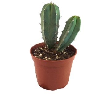 Myrtillocactus Geometrizans (8,5 Cm Saksıda)