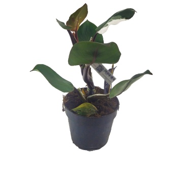 Philodendron White (15 cm Saksıda)