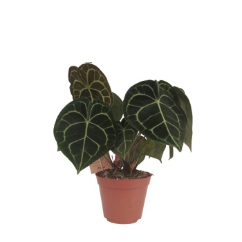 Anthurium Clarine (15 Cm Saksıda)