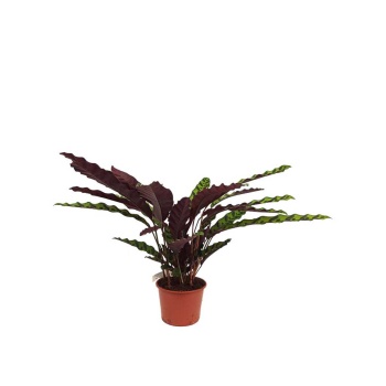 Calathea Lancifolia - Dua Çiçeği (14 Cm Saksıda)