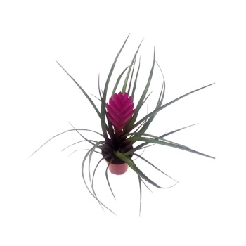 Mini Tillandsia(Tillandisya) - Hava Bitkisi - 5,5 Cm Plastik Saksıda