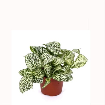 Fittonia - Sinir Bitkisi - 8,5 Cm Plastik Saksıda