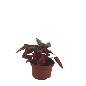 Hypoestes Kırmızı - 8 Cm Plastik Saksıda