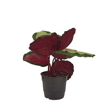 Calathea Rosea - 12 Cm Plastik Saksıda