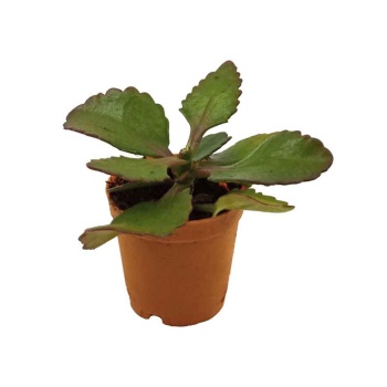 Çiçeksiz Kalanchoe (5,5 Cm Saksıda)