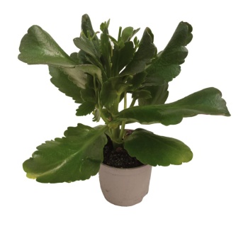 Çiçeksiz Kalanchoe (10,5 Cm Saksıda)