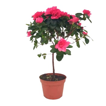 Pembe Açelya Çiçeği - Tijli Azalea (17 Cm Saksıda)