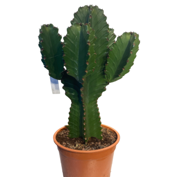 Euphorbia Ingens Dev Kaktüs