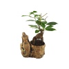 Deniz Kızı Figürlü Saksıda Mini Bonsai