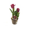 Tulipa (12 Cm Saksıda)