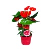 Anthurium(Antoryum) - Flamingo Çiçeği - 14 Cm Plastik Saksıda