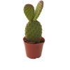 Opuntia Microdays (8,5 Cm Saksıda)