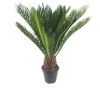 Cycas Revoluta -Japon Sago Palmiyesi (19 Cm Saksıda)