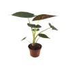 Alocasia Wentii (17 Cm Saksıda)