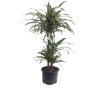 Dracaena Deremensis Fragrans Warneckii (23 cm Saksıda)