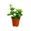 Peperomia Hope - Umut Bitkisi (8,5 Cm Saksıda)