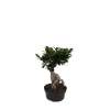 Ficus Bonsai - 9 Cm Plastik Saksıda