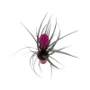 Mini Tillandsia(Tillandisya) - Hava Bitkisi - 5,5 Cm Plastik Saksıda