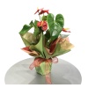 Anthurium(Antoryum) - Flamingo Çiçeği