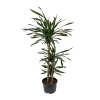 Dracaena Rikki Uzun 3x1