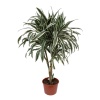 Dracaena Fragrans White Stripe