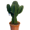 Euphorbia Ingens Dev Kaktüs