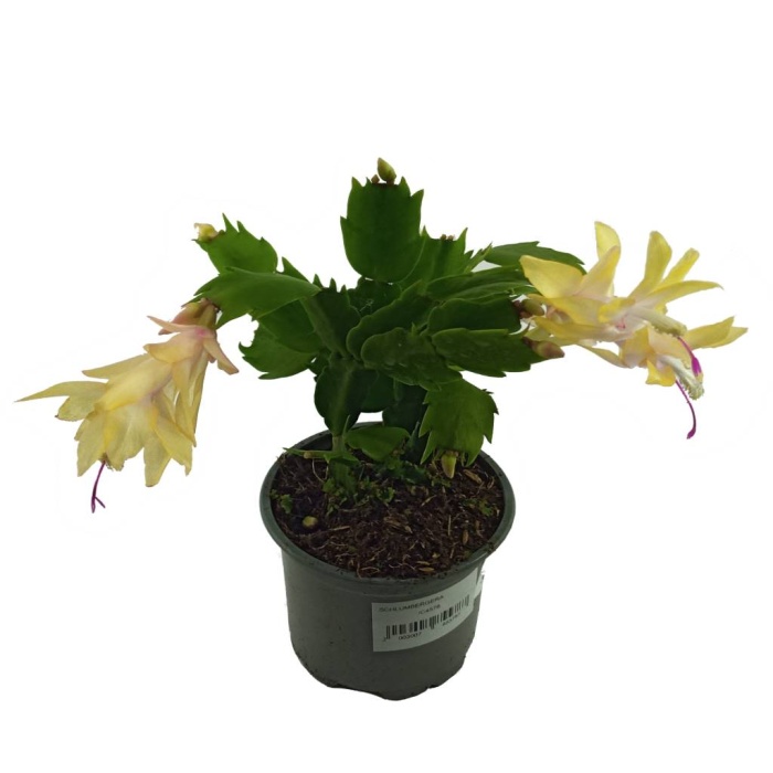 Schlumbergera Beyaz - Yılbaşı Çiçeği (9 Cm Saksıda)