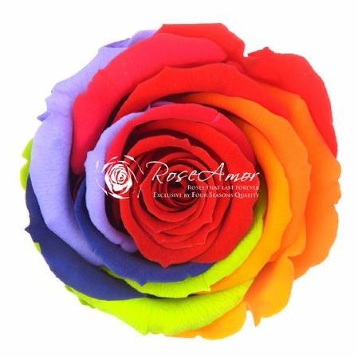 Rosa Şoklu Ll-Xl Size Raınbow 6 Lı Red-02