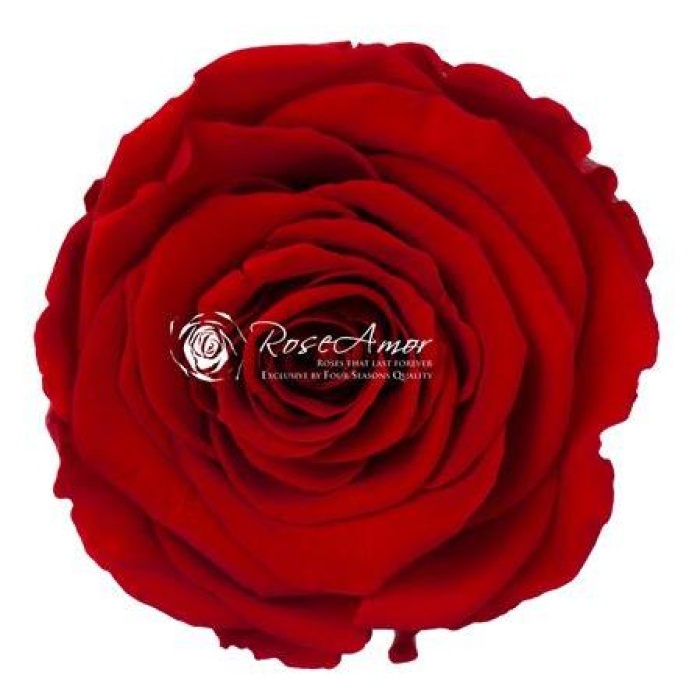 Rosa Şoklu Ll-Xl Size Red-02 (6 Lı Kutu)